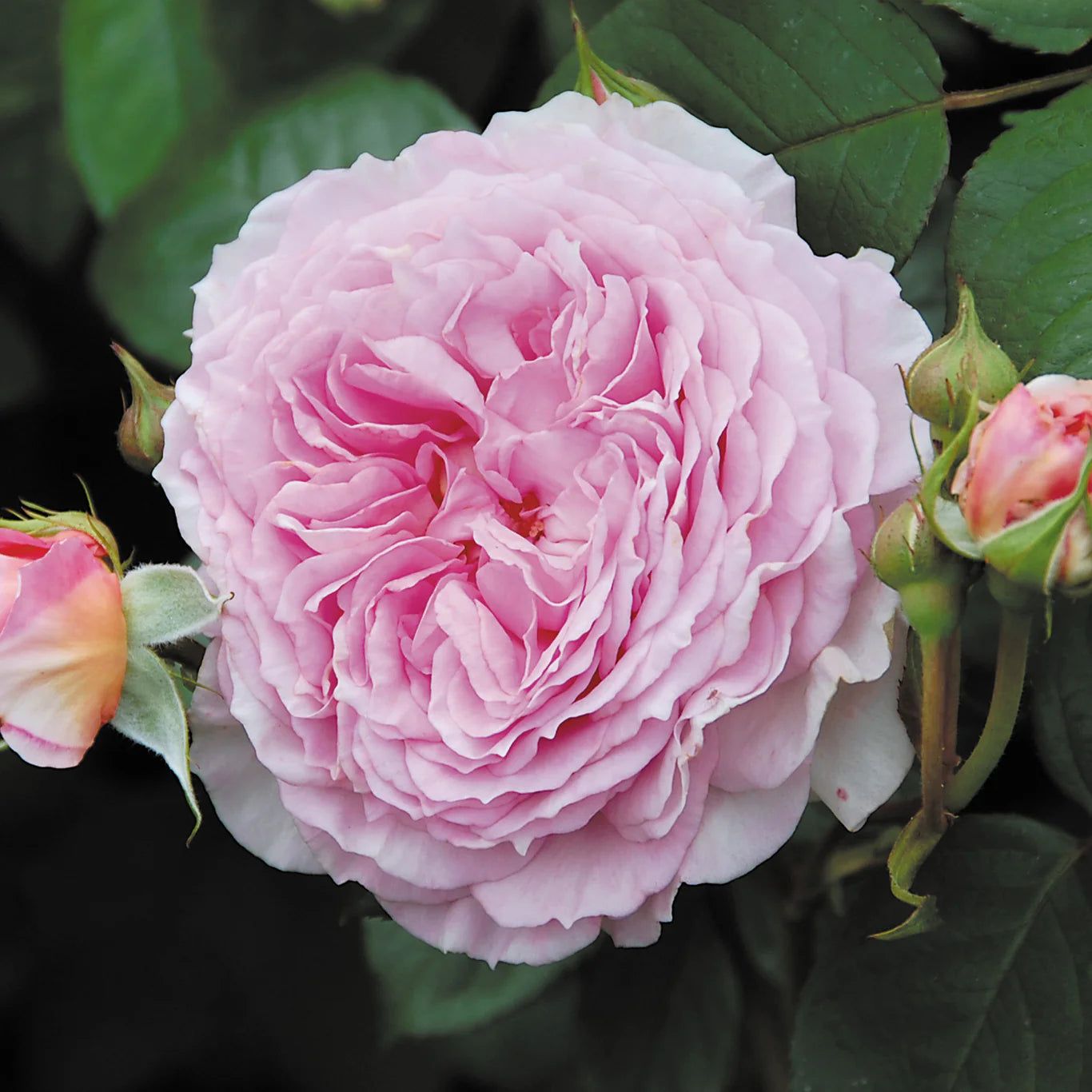 Rosa 'James Galway' (klimroos)