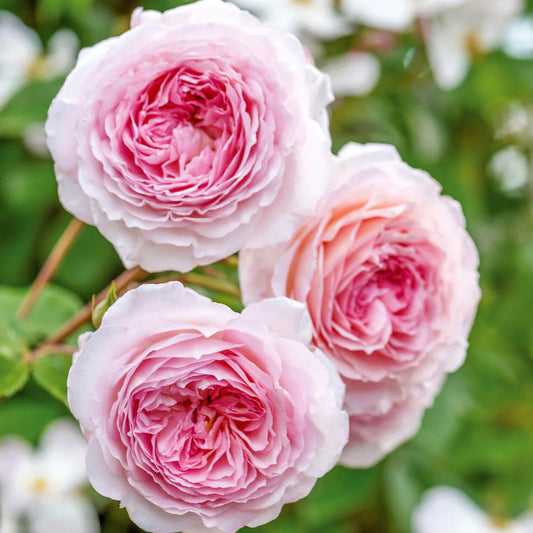 Rosa 'James Galway' (klimroos)