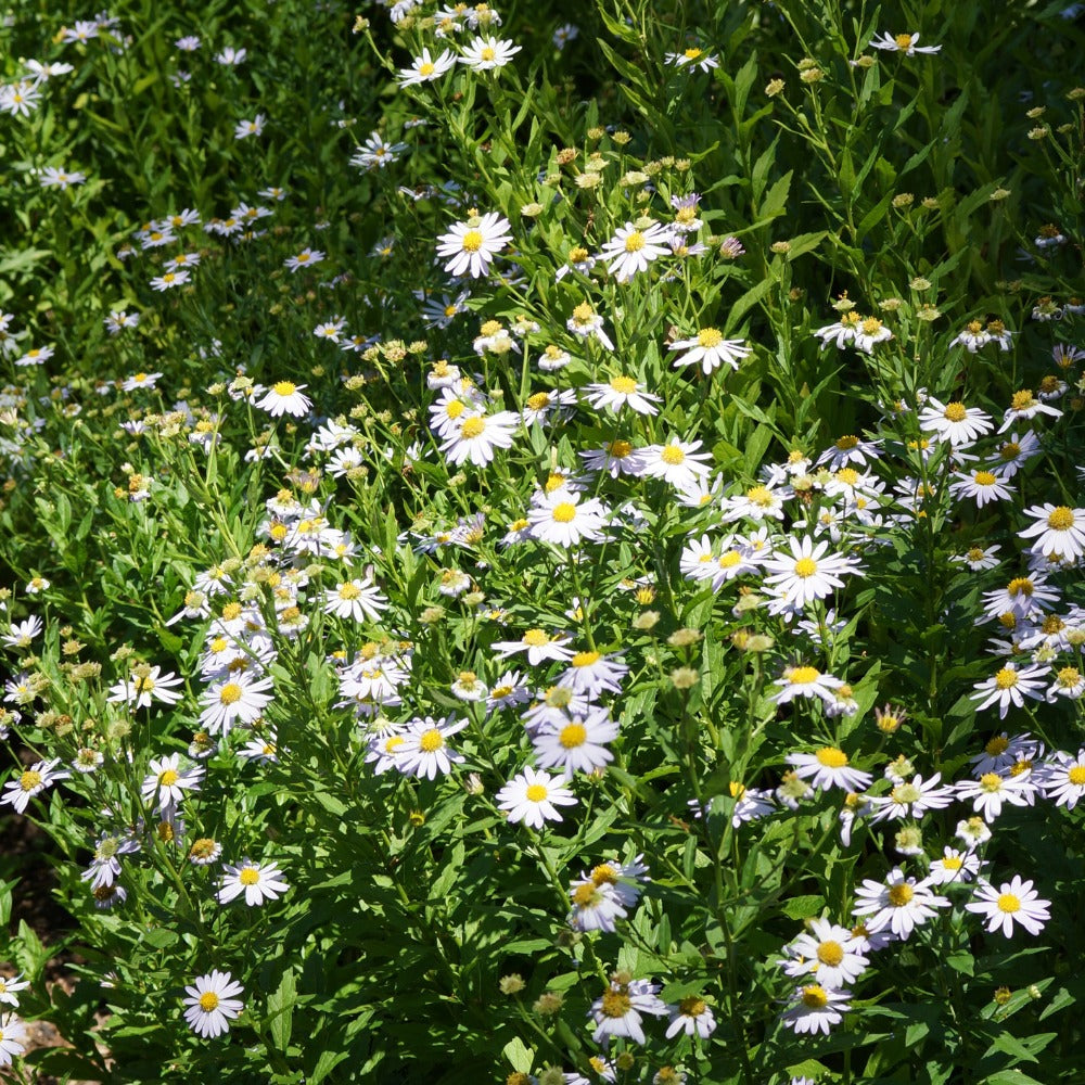 Kalimeris incisa 'Blue Star' (zomeraster)