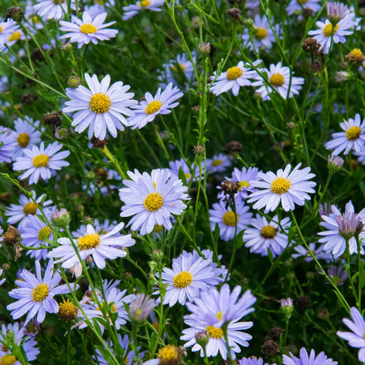 Kalimeris incisa 'Blue Star' (zomeraster)