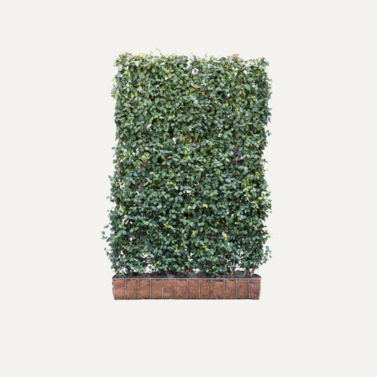 Kant-en-klaar haag Euonymus 'Dart's Blanket' (kardinaalsmuts)