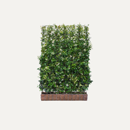 Kant-en-klaar haag Trachelospermum jasminoides (Toscaanse jasmijn)