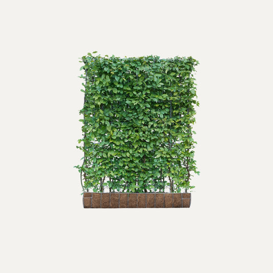 Kant-en-klaar inheemse haag Carpinus betulus (haagbeuk)