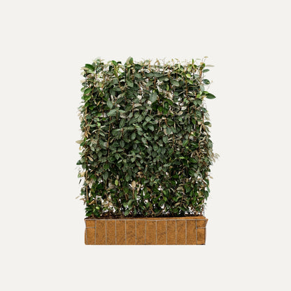 Kant-en-klaar haag Elaeagnus ebbingei (olijfwilg)