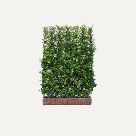 Kant-en-klaar haag Trachelospermum jasminoides (Toscaanse jasmijn)