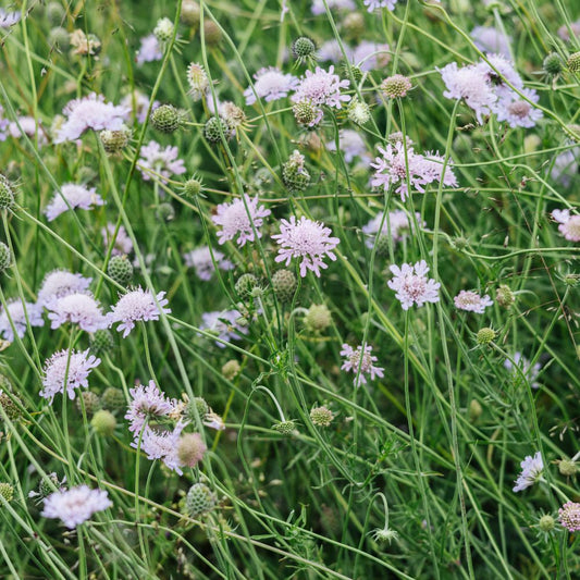 Knautia arvensis (beemdkroon)