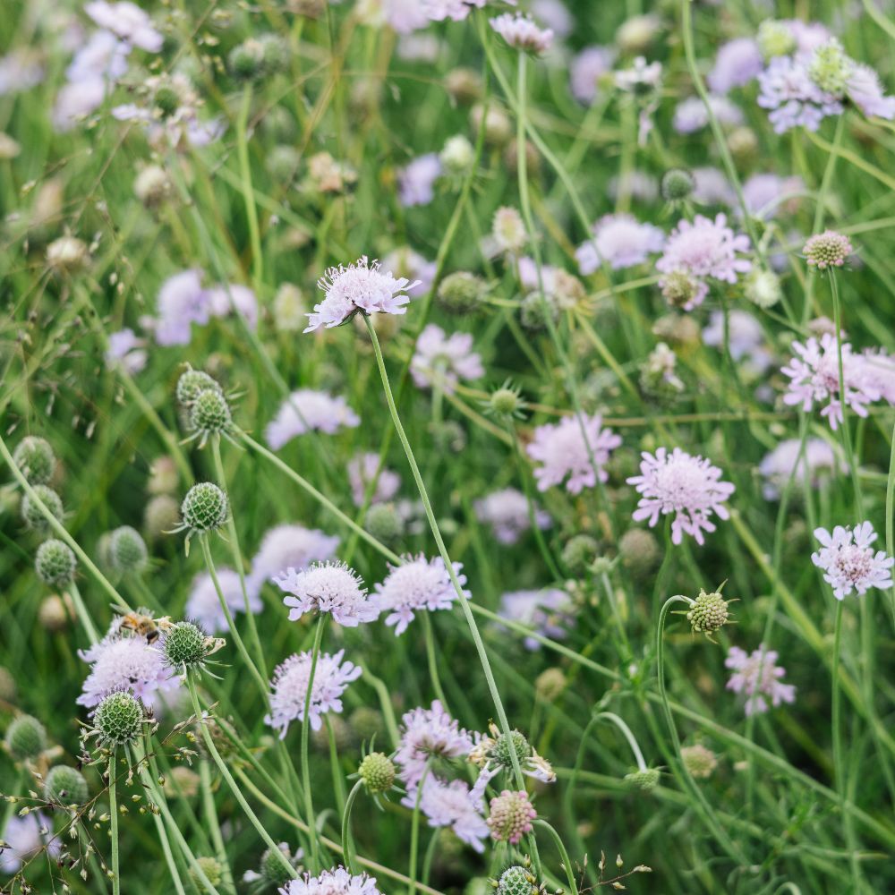 Knautia arvensis (beemdkroon)