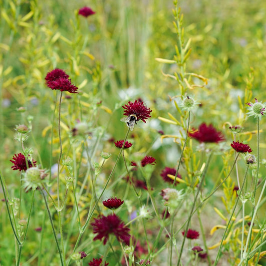 Knautia macedonica (beemdkroon)