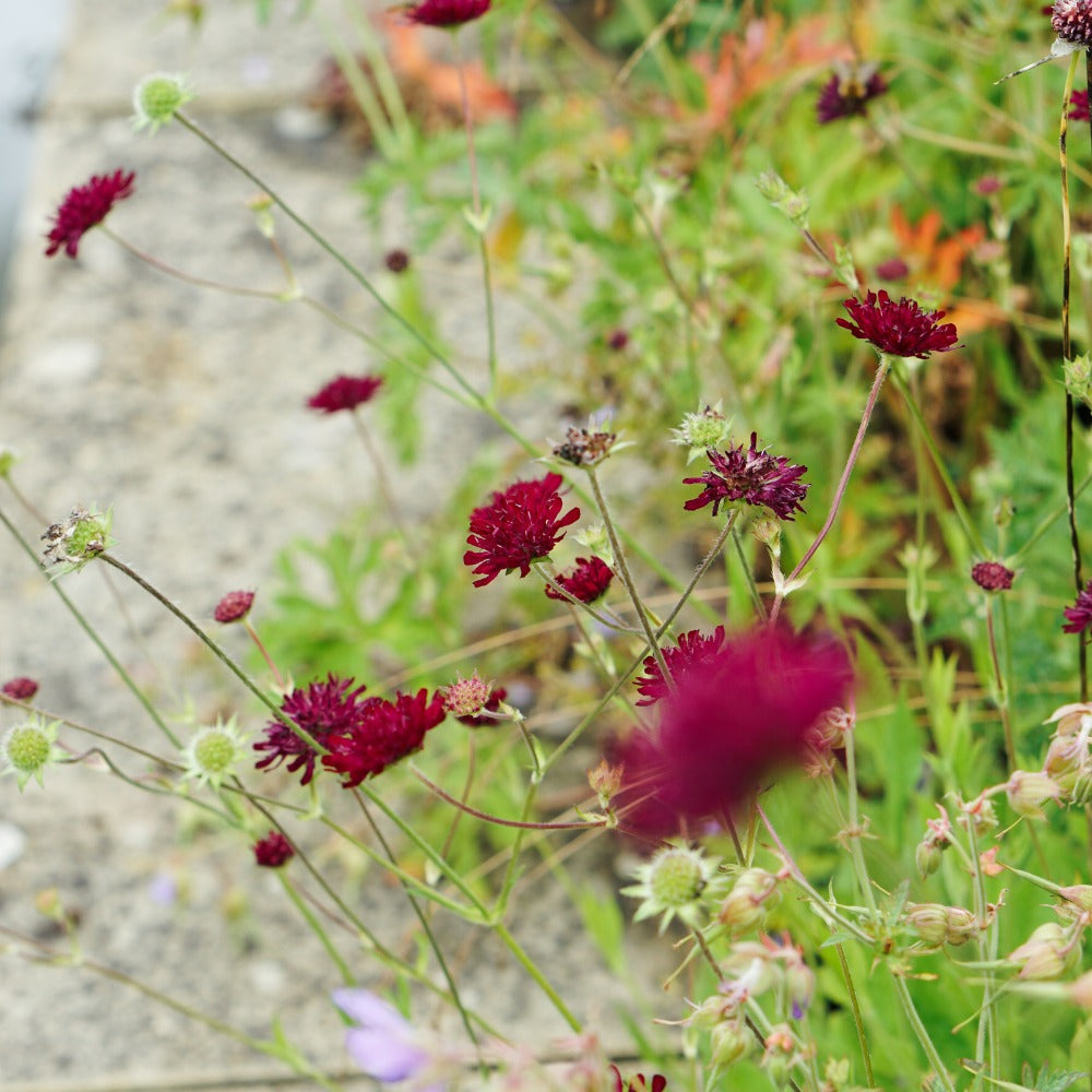 Knautia macedonica (beemdkroon) BIO