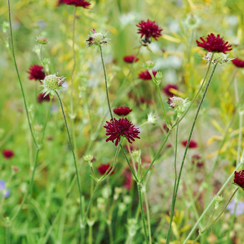 Knautia macedonica (beemdkroon) BIO