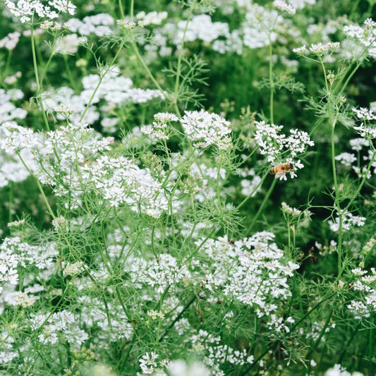 Koriander (Coriandrum sativum) BIO