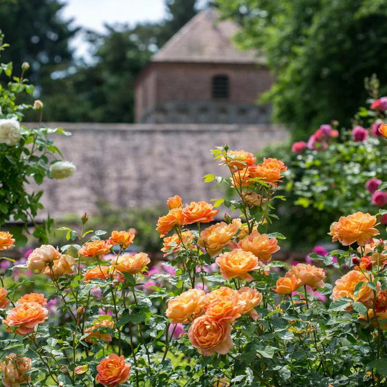 Rosa 'Lady of Shalott' (struikroos)