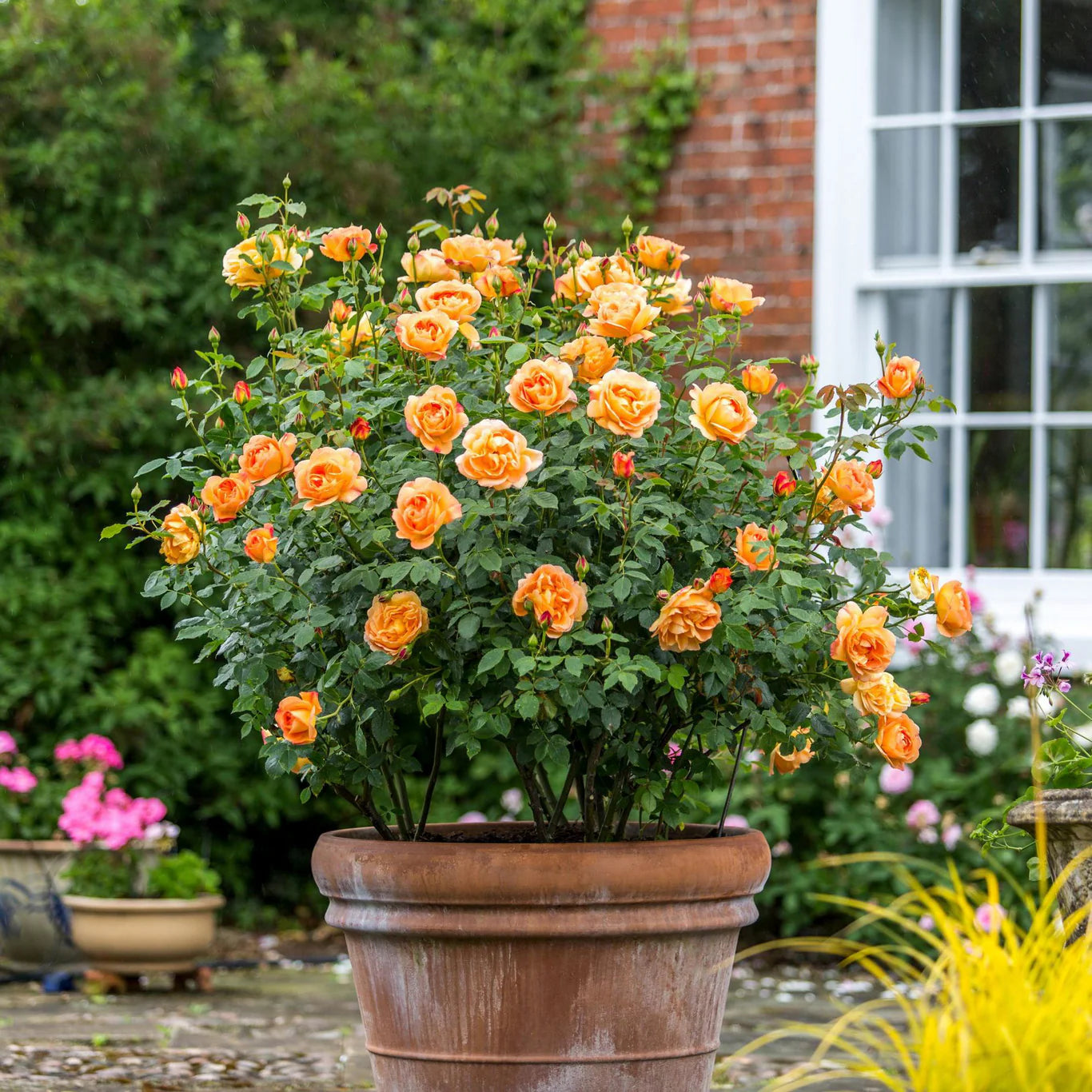 Rosa 'Lady of Shalott' (struikroos)