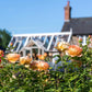 Rosa 'Lady of Shalott' (struikroos)