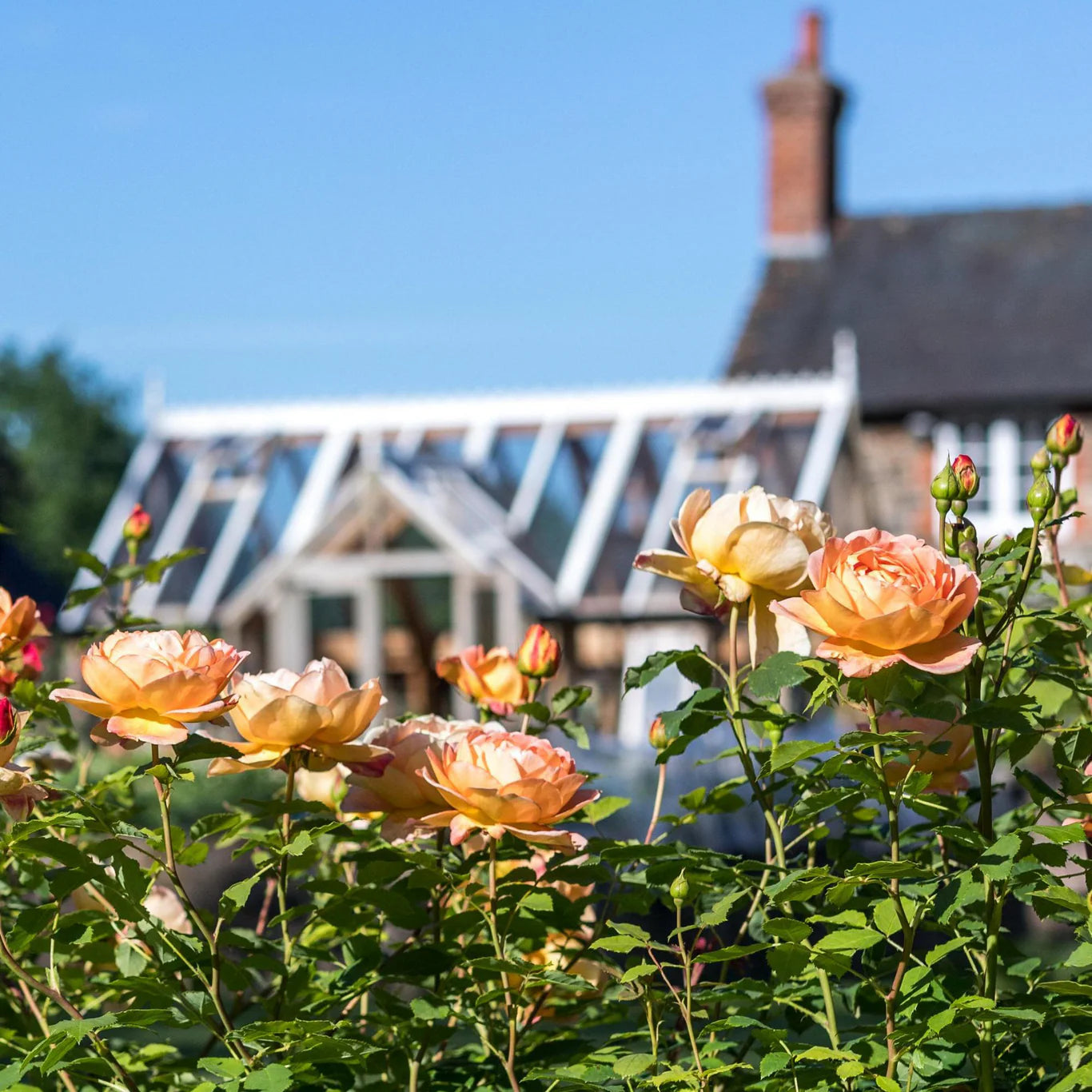 Rosa 'Lady of Shalott' (struikroos)