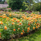 Rosa 'Lady of Shalott' (struikroos)