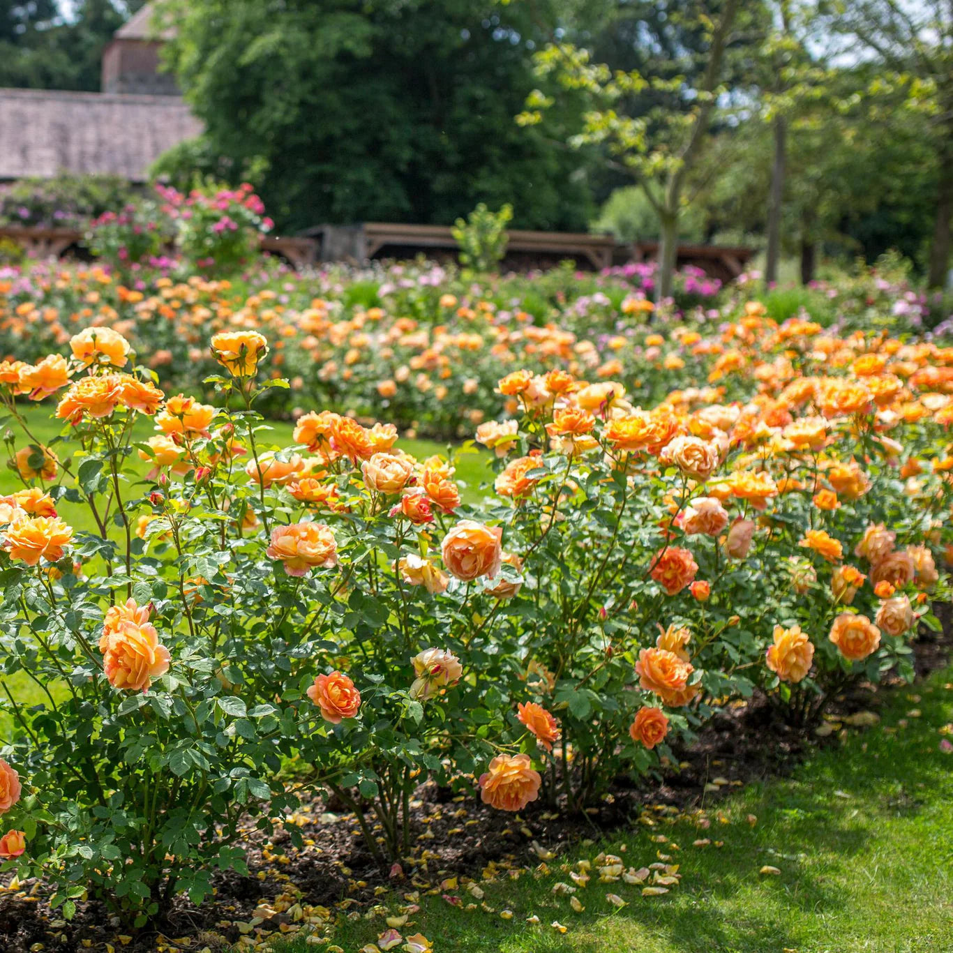 Rosa 'Lady of Shalott' (struikroos)