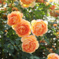 Rosa 'Lady of Shalott' (struikroos)