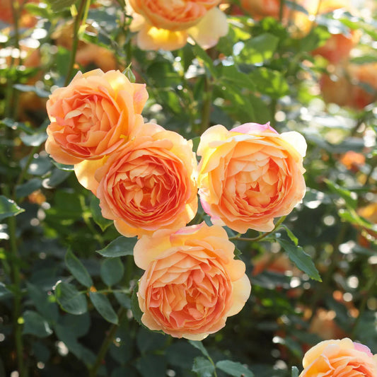 Rosa 'Lady of Shalott' (struikroos)