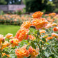 Rosa 'Lady of Shalott' (struikroos)