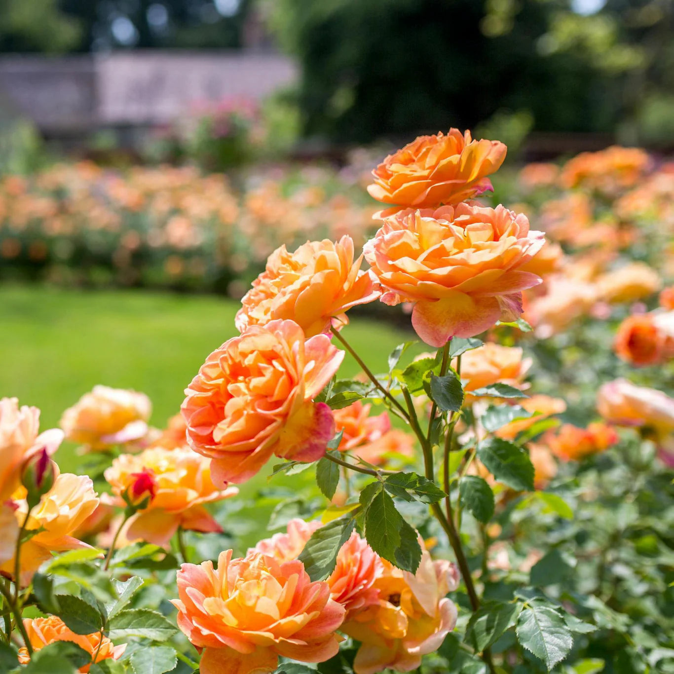 Rosa 'Lady of Shalott' (struikroos)