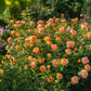 Rosa 'Lady of Shalott' (struikroos)