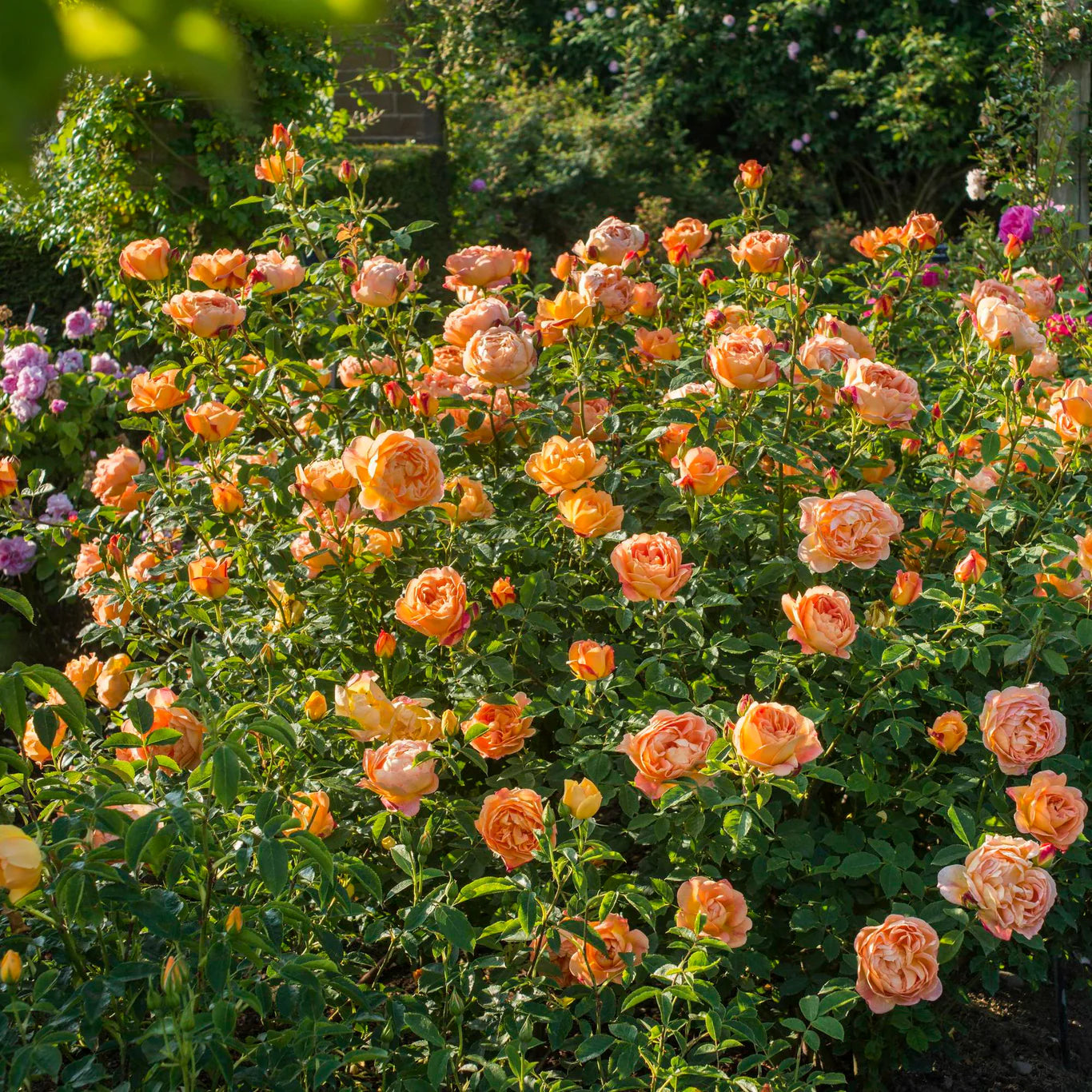 Rosa 'Lady of Shalott' (struikroos)