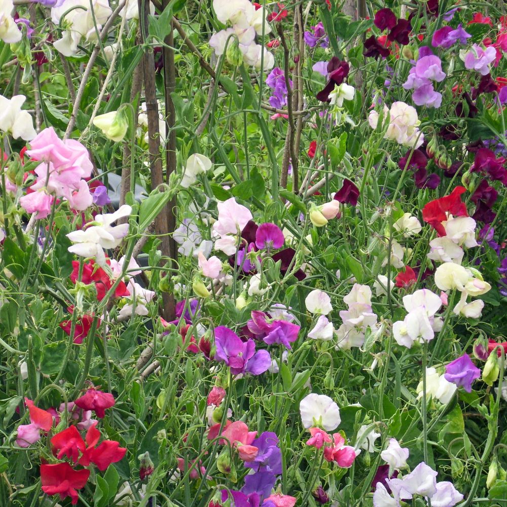 Lathyrus odoratus ‘Spencer Mix’ (reukerwt) BIO