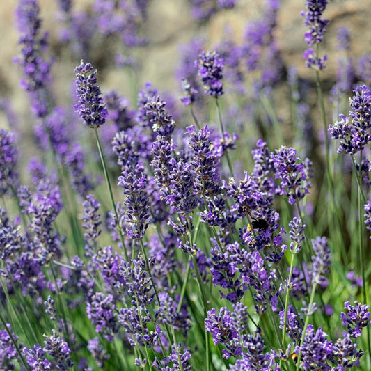 Lavandula angustifolia 'Munstead' (lavendel) BIO