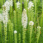 Liatris spicata 'Alba' (knopige slangenwortel)