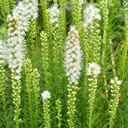 Liatris spicata 'Alba' (knopige slangenwortel)