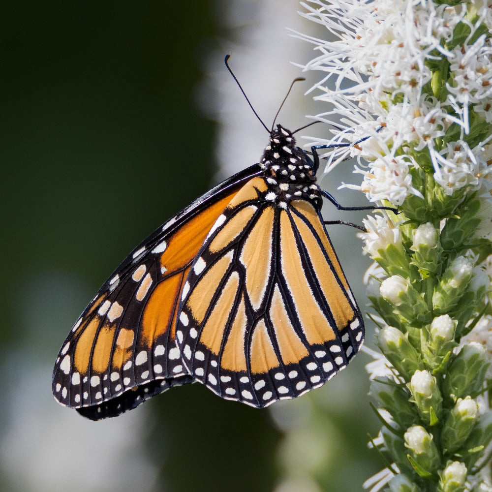 Liatris spicata 'Alba' (knopige slangenwortel)