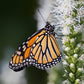 Liatris spicata 'Alba' (knopige slangenwortel) BIO