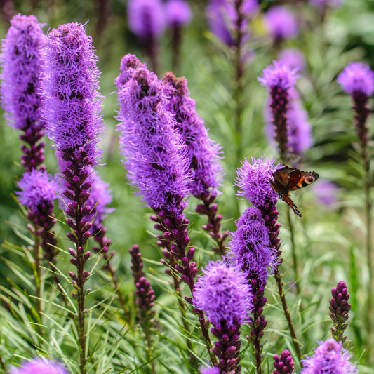 Liatris spicata (knopige slangenwortel)