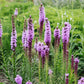 Liatris spicata (knopige slangenwortel) BIO