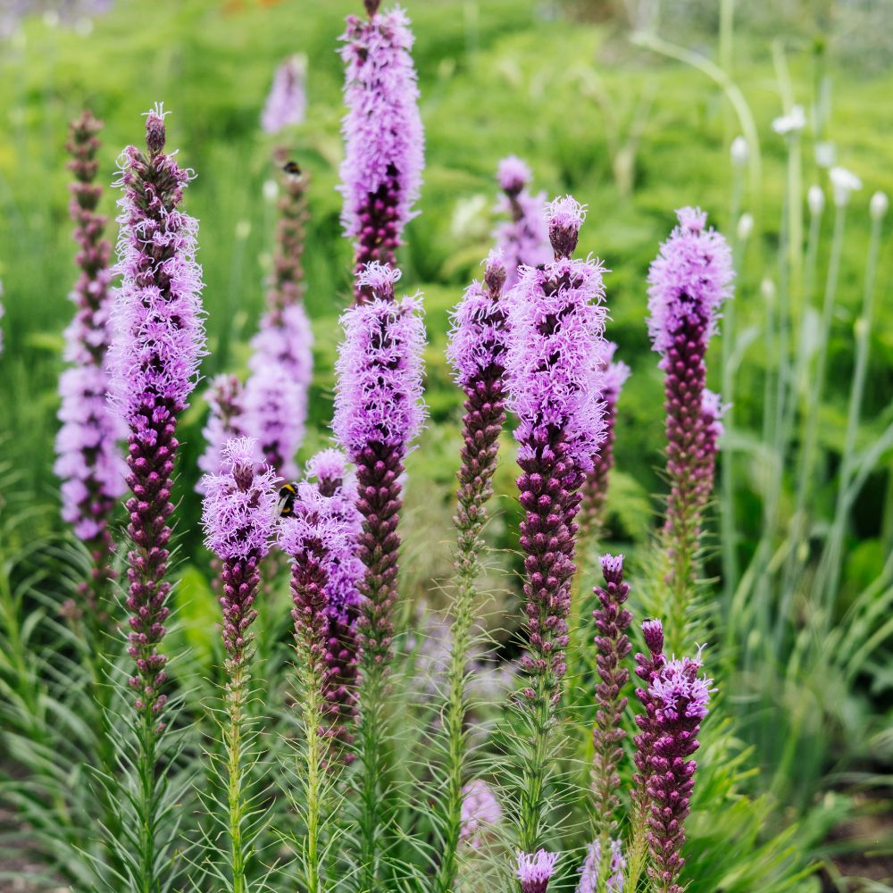 Liatris spicata (knopige slangenwortel) BIO