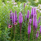 Liatris spicata (knopige slangenwortel) BIO