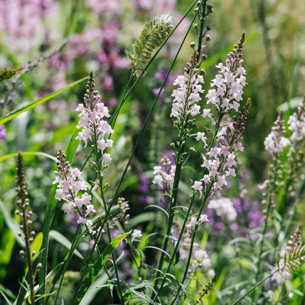 Linaria purpurea 'Canon J. Went' (vlasleeuwebek)