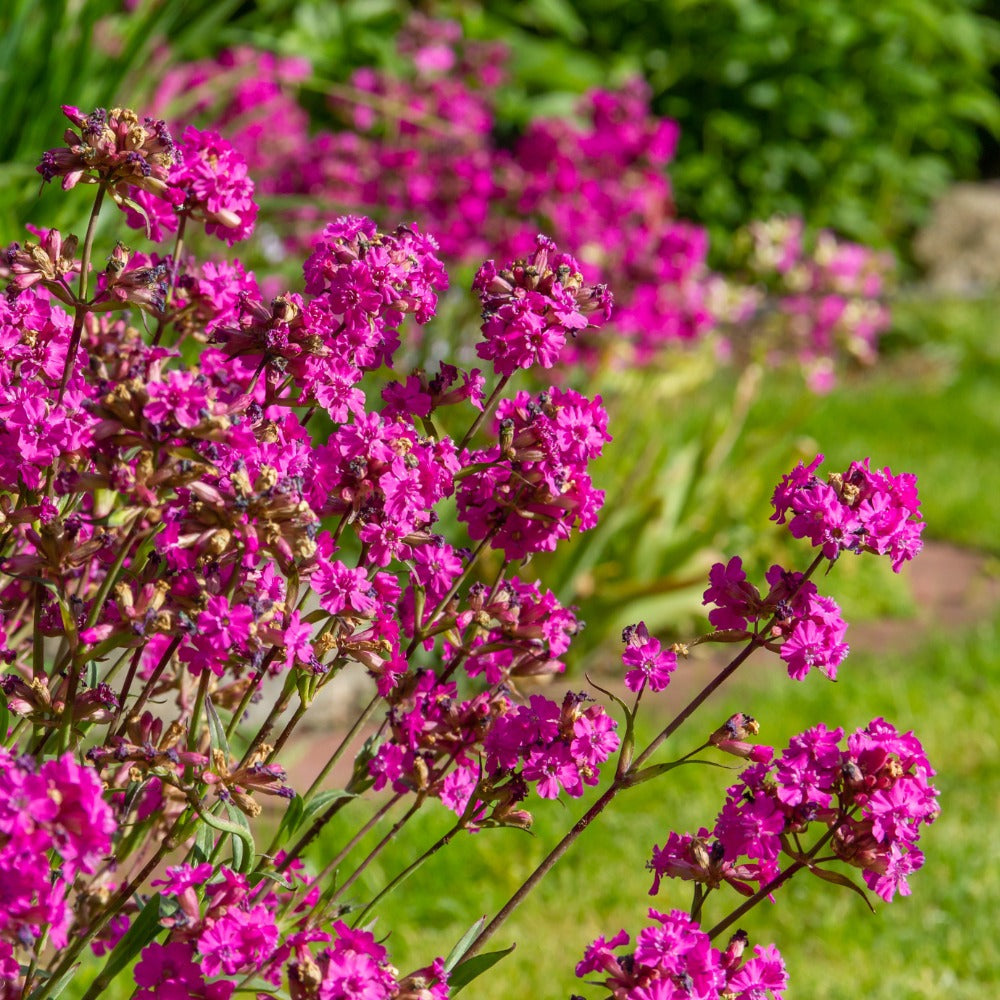 Lychnis viscaria 'Splendens' (koekoeksbloem) BIO