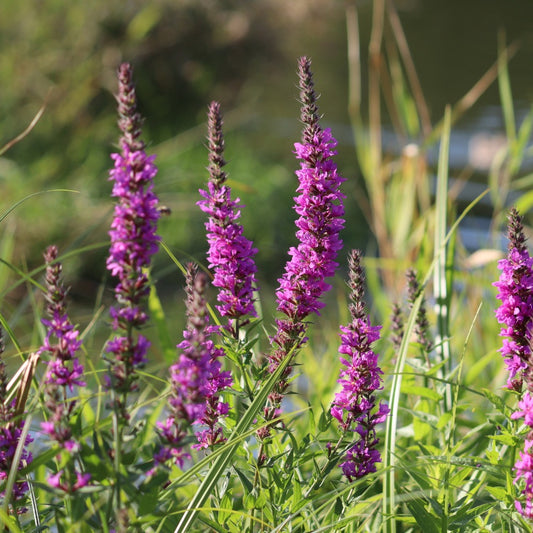 Lythrum salicaria (kattenstaart)