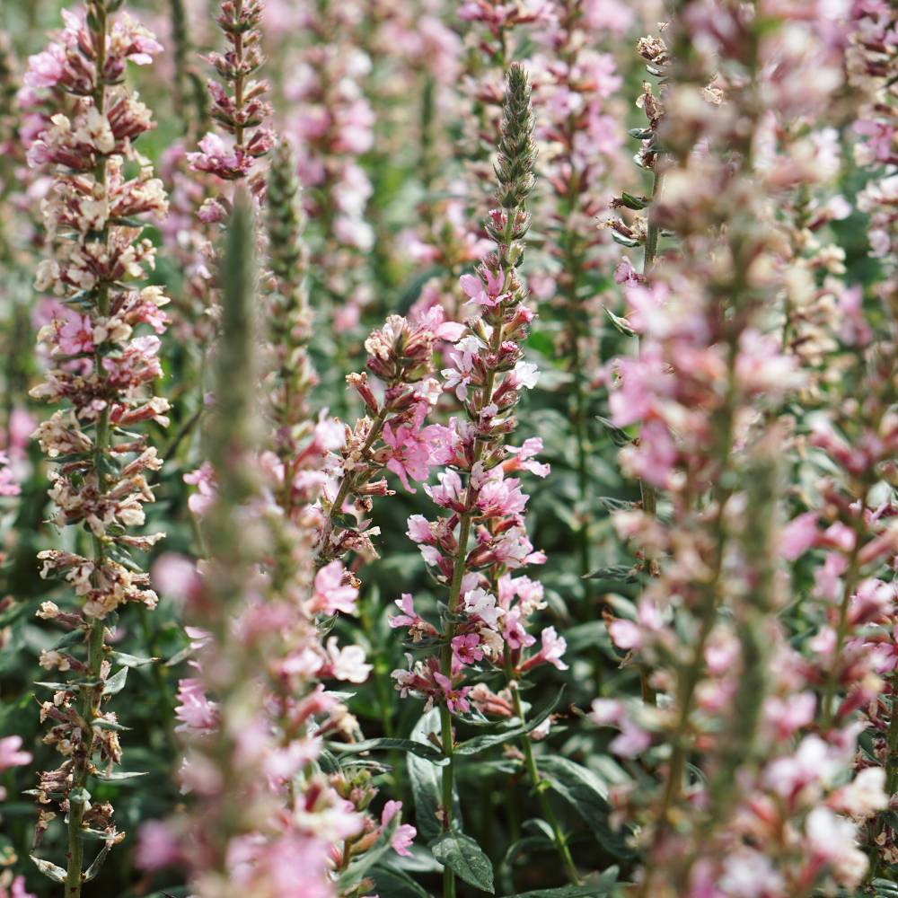 Lythrum salicaria 'Blush' (kattenstaart)