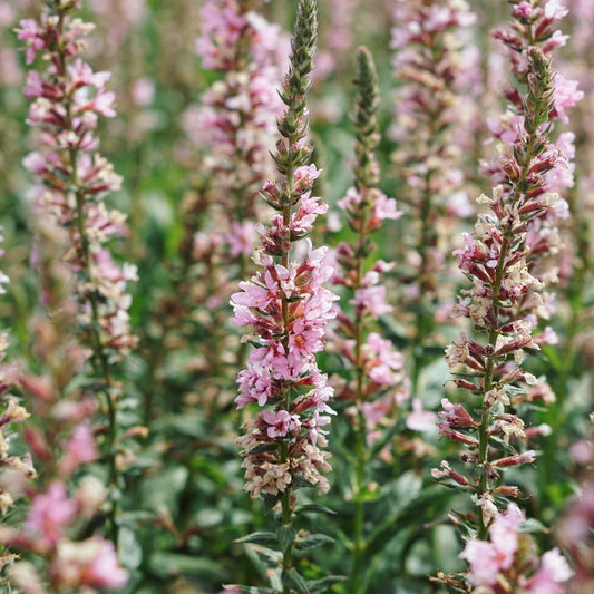 Lythrum salicaria 'Blush' (kattenstaart)