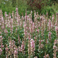 Lythrum salicaria 'Blush' (kattenstaart)