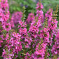 Lythrum salicaria 'Robert' (kattenstaart) BIO