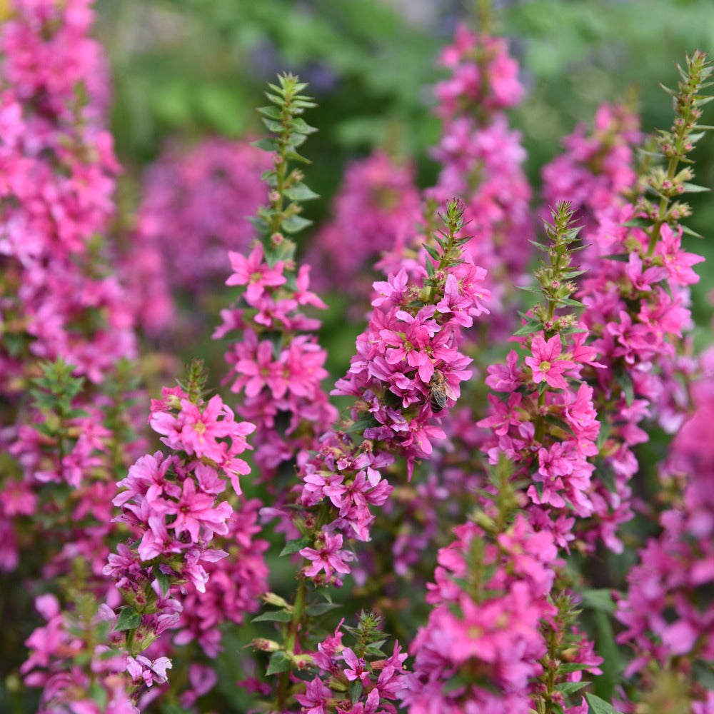 Lythrum salicaria 'Robert' (kattenstaart) BIO