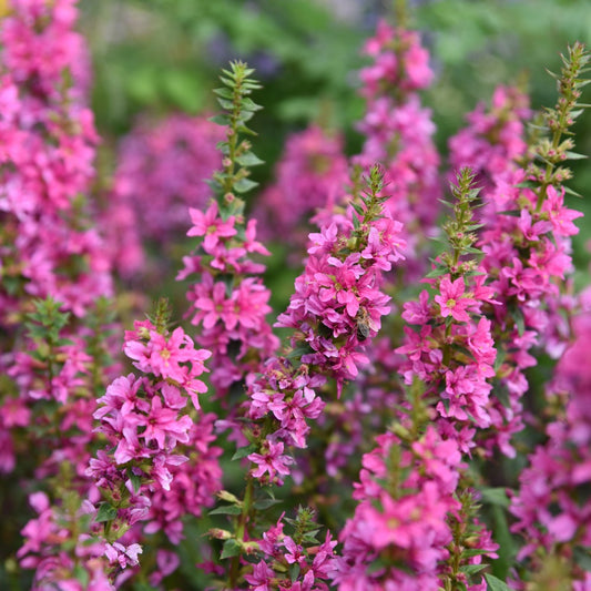 Lythrum salicaria 'Robert' (kattenstaart)