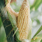 Suikermais 'Golden Bantam' BIO