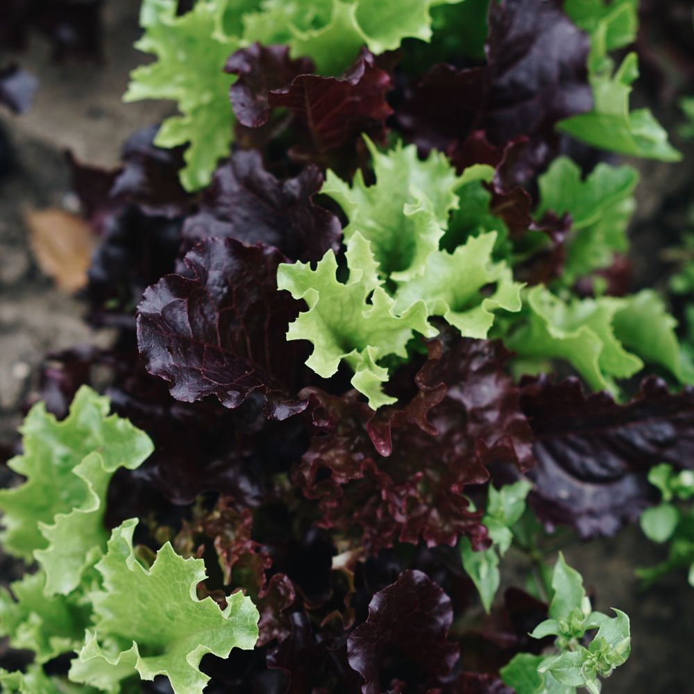 Mesclun sla 'French Mix' BIO