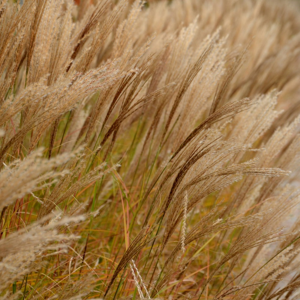 Miscanthus sinensis 'Adagio' (prachtriet)