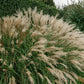 Miscanthus sinensis 'Adagio' (prachtriet)